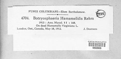 Neofusicoccum hamamelidis image
